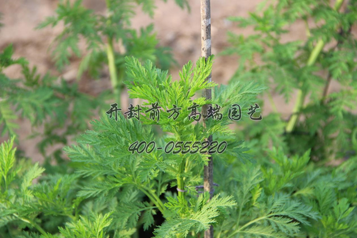 五色草造型-艺菊生长过程